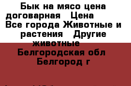 Бык на мясо цена договарная › Цена ­ 300 - Все города Животные и растения » Другие животные   . Белгородская обл.,Белгород г.